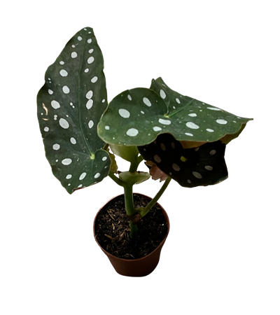 2" Begonia Maculata